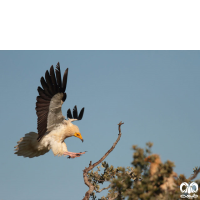 گونه کرکس مصری Egyptian Vulture